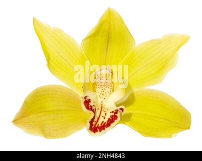 Gelbe Cymbidium-Orchideenblume isoliert auf weißem Hintergrund. Cymbidium devonianum Stockfoto