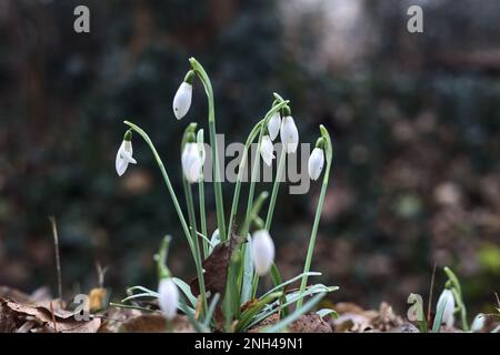 Schneeflocken im Frühling mit Gras und Laub aus nächster Nähe Stockfoto