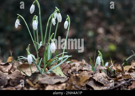 Schneeflocken im Frühling mit Gras und Laub aus nächster Nähe Stockfoto