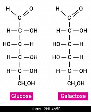 Chemische Struktur von Glucose und Galaktose Stock Vektor