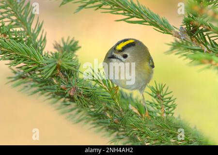 Winter Goldcrest (Regulus regulus), Goldcrest, auf einem Fichtenzweig sitzend, Singvögel, Tiere, Vögel, Siegerland, Nordrhein-Westfalen, Deutschland Stockfoto