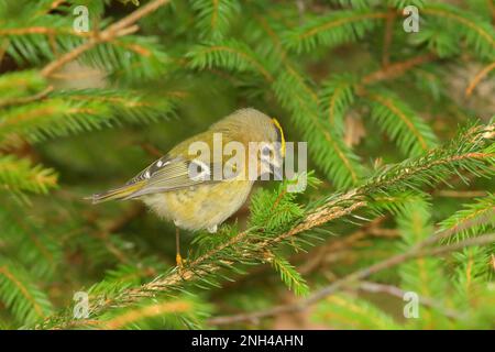 Winter Goldcrest (Regulus regulus), Goldcrest, auf einem Fichtenzweig sitzend, Singvögel, Tiere, Vögel, Siegerland, Nordrhein-Westfalen, Deutschland Stockfoto