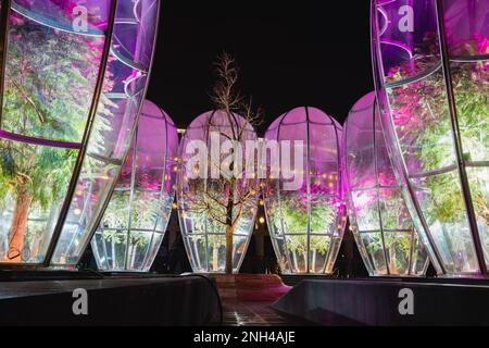 Russland, Krasnodar - 04. Januar 2023: Catalpa und exotische Jacaranda unter Glaskuppeln im Stadtpark Galicier Winternacht Stockfoto