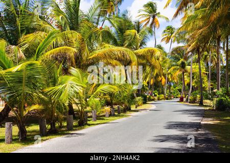 Kokospalmenallee, wunderschöner tropischer Dschungel-Hintergrund. Brite blauer Himmel im Hintergrund. Stockfoto