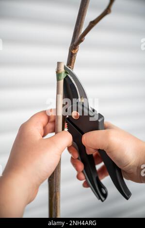 Nahaufnahme Frau schneidet Klebeband auf dem Stützen eines Baumes auf einem Balkon Stockfoto