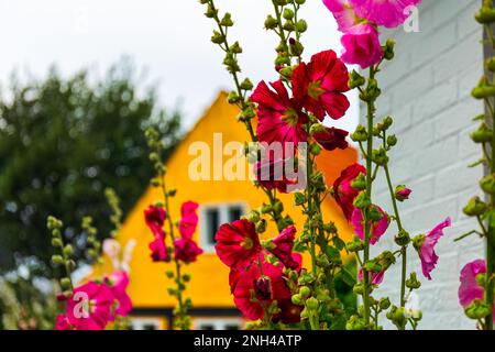 Traditionelle bunte Blüten auf der Insel Bornholm Dänemark Stockfoto