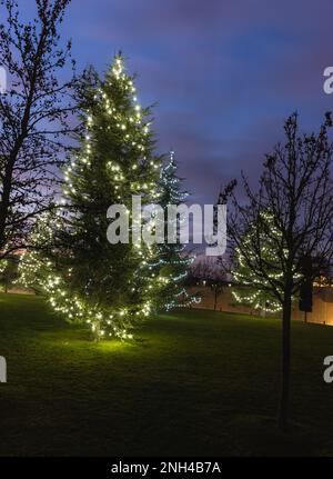 Russland, Krasnodar - 04. Januar 2023: Neujahrsfichten auf dem grünen Rasen im galizischen Nachtpark in Krasnodar. Früh am Morgen Stockfoto