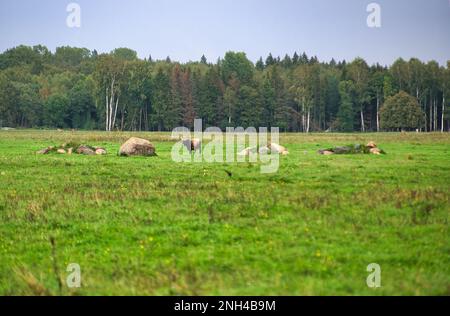 Eine Gruppe von vom Aussterben bedrohten wilden Mustangs und Kühen grasen auf einer riesigen Wiese, umgeben von idyllischer Landschaft. Die majestätischen Tiere sind frei und enjo Stockfoto