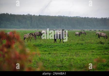 Eine Gruppe von vom Aussterben bedrohten wilden Mustangs und Kühen grasen auf einer riesigen Wiese, umgeben von idyllischer Landschaft. Die majestätischen Tiere sind frei und enjo Stockfoto