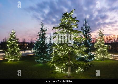 Russland, Krasnodar - 04. Januar 2023: Tannenbäume mit leuchtenden Girlanden im Galitsky Park Stockfoto