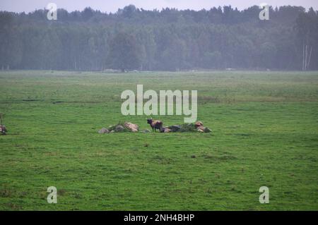 Eine Gruppe von vom Aussterben bedrohten wilden Mustangs und Kühen grasen auf einer riesigen Wiese, umgeben von idyllischer Landschaft. Die majestätischen Tiere sind frei und enjo Stockfoto