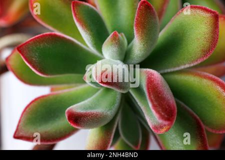 Echeveria pulvinata, sehr dekorative saftige Pflanze mit haarigen samtähnlichen Blättern. Makrofotografie Stockfoto