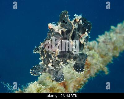 Schwimmender Riesenfroschfisch (Antennarius commerson) mit offenem Mund. Tauchplatz House Reef, Mangrove Bay, El Quesir, Rotes Meer, Ägypten Stockfoto