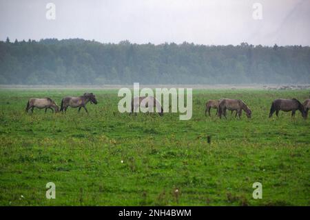 Eine Gruppe von vom Aussterben bedrohten wilden Mustangs und Kühen grasen auf einer riesigen Wiese, umgeben von idyllischer Landschaft. Die majestätischen Tiere sind frei und enjo Stockfoto