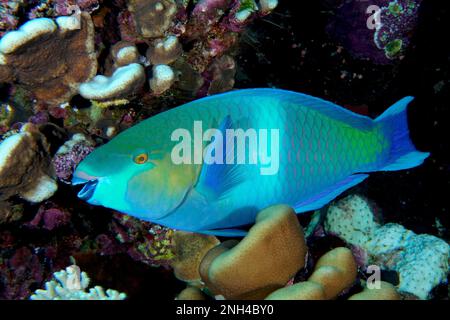 Rostiger Papageienfisch (Scarus ferrugineus), Tauchplatz am Daedalus Reef, Ägypten, Rotes Meer Stockfoto