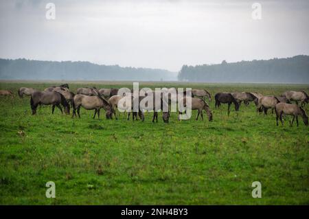 Eine Gruppe von vom Aussterben bedrohten wilden Mustangs und Kühen grasen auf einer riesigen Wiese, umgeben von idyllischer Landschaft. Die majestätischen Tiere sind frei und enjo Stockfoto