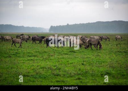 Eine Gruppe von vom Aussterben bedrohten wilden Mustangs und Kühen grasen auf einer riesigen Wiese, umgeben von idyllischer Landschaft. Die majestätischen Tiere sind frei und enjo Stockfoto