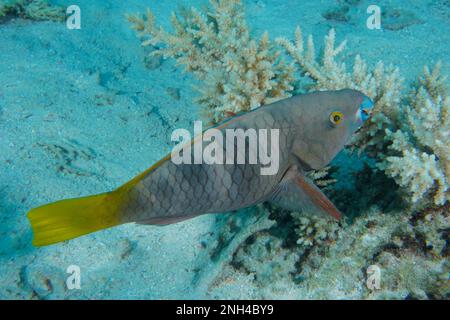 Rostige Papageienfische (Scarus ferrugineus), Shaab El Erg Tauchplatz, Hurghada, Ägypten, Rotes Meer Stockfoto