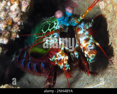 Porträt von Geißelgarnelen (Odontodactylus scyllarus), Tauchplatz im Sodwana Bay National Park, Maputaland Marine Reserve, KwaZulu Natal, Süd Stockfoto