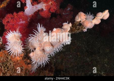 Tigeranemone, Gorgonian Wrapper (Nemanthus annamensis), Aliwal Shoal Tauchplatz, Umkomaas, KwaZulu Natal, Südafrika Stockfoto
