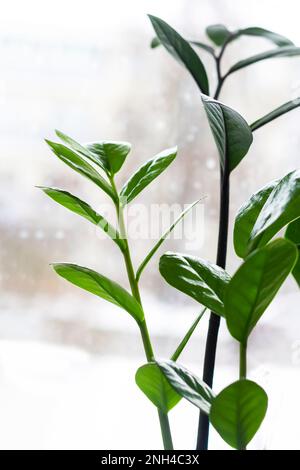 Zamioculcas oder Perlen von Sansibar, Pflanze, Zwergpflanze Stockfoto