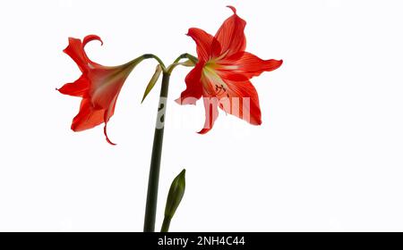 Hippeastrum-Hybriden oder Amaryllis-Blüten, rote Amaryllis-Blüten isoliert auf weißem Hintergrund Stockfoto