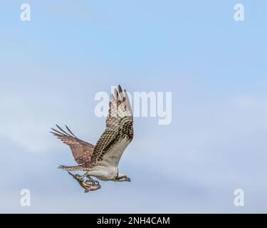 Ein Fischadler, der mit Fischen fliegt, mit Kopierraum Stockfoto