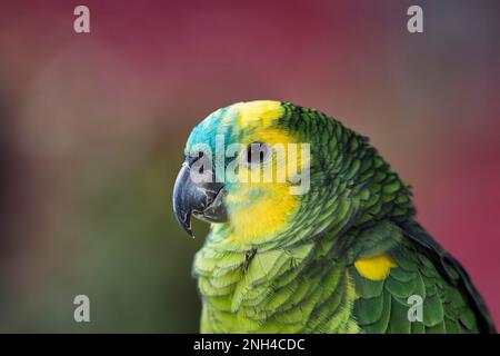 Amazonas Blue Front (Amazona aestiva), Portrait, Captive, Vogelpark Heiligenkirchen, Detmold, Ostwestfalen-Lippe, Nordrhein-Westfalen, Deutschland Stockfoto