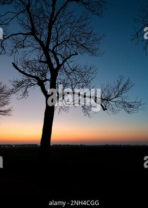 Silhouette eines Baumes mit unfruchtbaren Ästen vor dem Abendhimmel Stockfoto