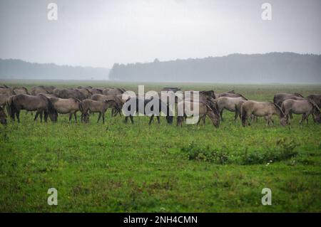 Eine Gruppe von vom Aussterben bedrohten wilden Mustangs und Kühen grasen auf einer riesigen Wiese, umgeben von idyllischer Landschaft. Die majestätischen Tiere sind frei und enjo Stockfoto