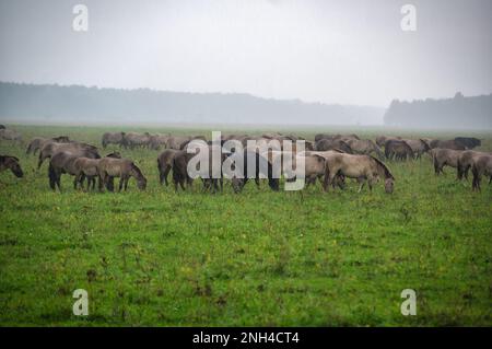 Eine Gruppe von vom Aussterben bedrohten wilden Mustangs und Kühen grasen auf einer riesigen Wiese, umgeben von idyllischer Landschaft. Die majestätischen Tiere sind frei und enjo Stockfoto