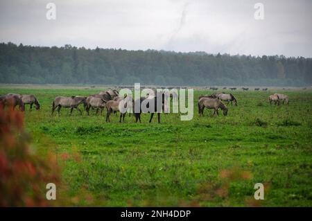 Eine Gruppe von vom Aussterben bedrohten wilden Mustangs und Kühen grasen auf einer riesigen Wiese, umgeben von idyllischer Landschaft. Die majestätischen Tiere sind frei und enjo Stockfoto