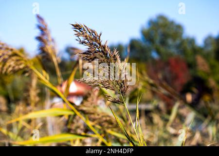 Reed, Wind-Blow-Schilf, Phragmites australis Stockfoto