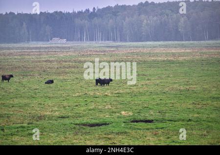 Eine Gruppe von vom Aussterben bedrohten wilden Mustangs und Kühen grasen auf einer riesigen Wiese, umgeben von idyllischer Landschaft. Die majestätischen Tiere sind frei und enjo Stockfoto