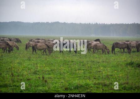 Eine Gruppe von vom Aussterben bedrohten wilden Mustangs und Kühen grasen auf einer riesigen Wiese, umgeben von idyllischer Landschaft. Die majestätischen Tiere sind frei und enjo Stockfoto