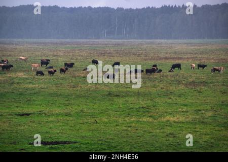 Eine Gruppe von vom Aussterben bedrohten wilden Mustangs und Kühen grasen auf einer riesigen Wiese, umgeben von idyllischer Landschaft. Die majestätischen Tiere sind frei und enjo Stockfoto