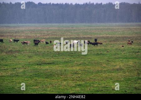 Eine Gruppe von vom Aussterben bedrohten wilden Mustangs und Kühen grasen auf einer riesigen Wiese, umgeben von idyllischer Landschaft. Die majestätischen Tiere sind frei und enjo Stockfoto