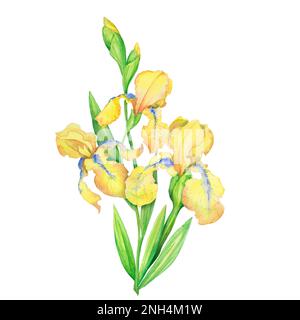 Strauß gelber Iris, handbemalte Aquarelle, ein Blumenstrauß mit Blättern Stockfoto