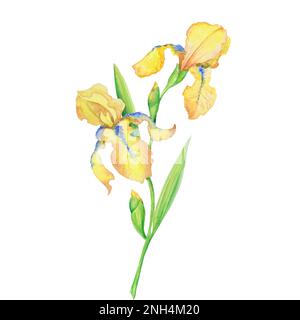 Strauß gelber Iris, handbemalte Aquarelle, ein Blumenstrauß mit Blättern Stockfoto