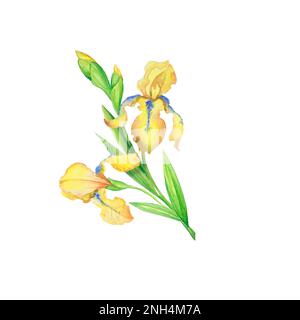 Strauß gelber Iris, handbemalte Aquarelle, ein Blumenstrauß mit Blättern Stockfoto