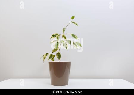 Ficus benjamina in braunem Topf steht auf weißem Tisch. Konzept von Zimmerpflanzen zur Dekoration von Haus oder Raum. Karte mit Kopierbereich für Text. Soft Selektiver Fokus Stockfoto