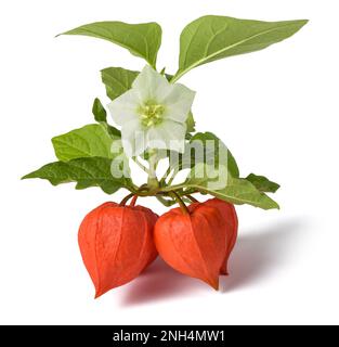 Alkekengi-Zweig mit Blüte isoliert auf weißem Hintergrund Stockfoto