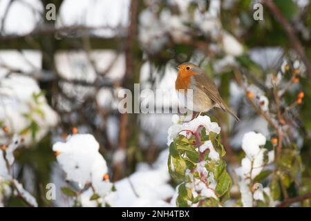 Ein Robin (Erithacus Rubecula), der im Winter auf einem schneebedeckten Zweig einer Rose steht Stockfoto