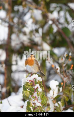 Ein Robin Redbreast (Erithacus Rubecula) in einem Garten auf einem schneebedeckten Rosenstiel im Winter Stockfoto