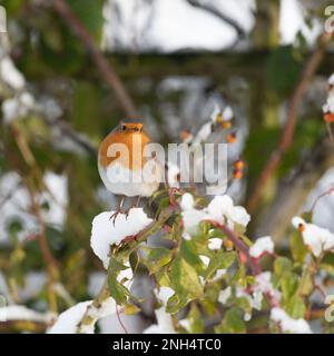 Ein Robin Redbreast (Erithacus Rubecula), hoch oben auf einer verschneiten Rose im Winter Stockfoto