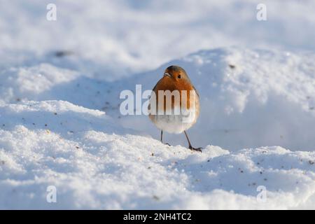 Ein Robin (Erithacus Rubecula) auf der Suche nach Food on Snow in Winter Sunshine Stockfoto