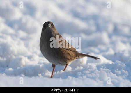 Ein Dunnock, oder Hedge Sparrow (Prunella Modularis), auf der Suche nach Food on Snow in Winter Sunshine Stockfoto