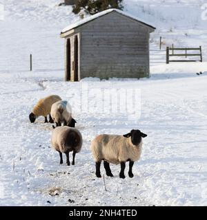 Suffolk und Ein Blue Texel Sheep auf der Suche nach Food in a Snowy Paddock vor einem Field Shelter in Winter Sunshine Stockfoto