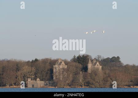 Eine kleine Schar von stummen Schwanen (Cygnus olor), die an einem Wintermorgen über die Türme des Dunecht Estate Gatehouse am Loch of Skene, Aberdeenshire, fliegen Stockfoto