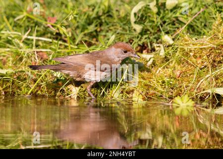 Eurasische Schwarzmütze (Sylvia atricapilla), die im Frühling an einem Teich sitzt. Stockfoto